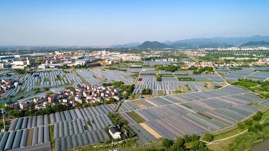 齐家甜橙